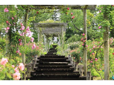 【千葉県佐倉市】「佐倉草ぶえの丘ローズフェスティバル2024」開催（5/12～6/2）