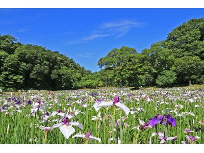 いまが見ごろ！佐倉城址公園に咲く9,000株色とりどりのハナショウブ（千葉県佐倉市）