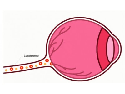世界最大級の天然カロテノイド原料メーカー ライコレッド社が研究結果を発表　リコピン、ルテイン、カルノシン酸の相乗効果が目の健康を促進