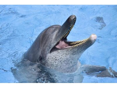 【沖縄美ら海水族館】海で遊ぶときはライフジャケットを着用しよう！「オキちゃん」「ムク」一日名護海上保安署...