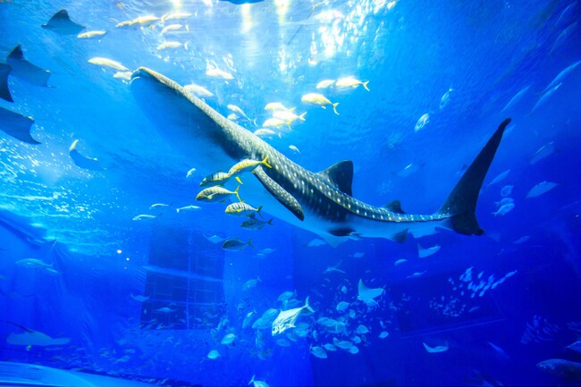 【沖縄美ら海水族館】11/1水族館開館23周年記念日「2026年オリジナルカレンダー」をプレゼント！