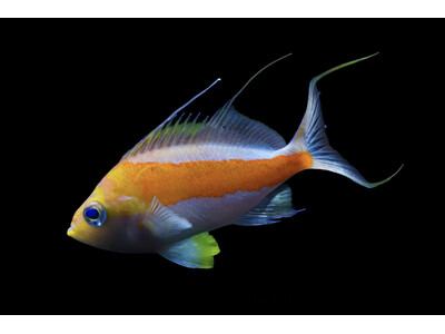 �y�������C�����فz���{���L�^��u�^�X�L�T�N���_�C�v�𐢊E���W���I