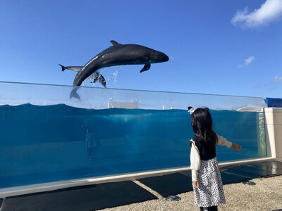 【沖縄美ら海水族館】ミナミバンドウイルカ飼育50周年のフィナーレ！そして未来へ　50th Anniver...