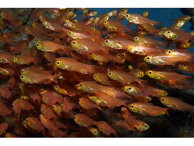 �y�������C�����فz�u���񂾃^���p�N���v�Ō��鋛�@�L�������h�L��W���J�n