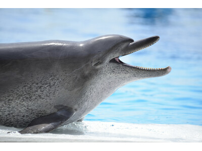 【沖縄美ら海水族館】ミナミバンドウイルカ「オキちゃん半世紀の歩みに感謝を込めて」を開催