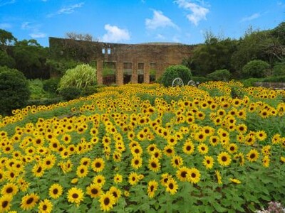 【海洋博公園】黄色に染まるひまわり畑が熱帯ドリームセンター(愛称：美ら島植物園)に登場！「ひまわり畑とひ...