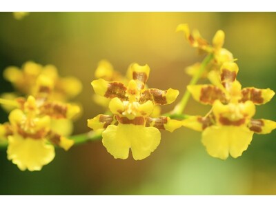 【海洋博公園】～黄金色の花に包まれる～ オンシジウム・スファケラツム開花