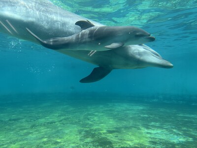 【沖縄美ら海水族館】バンドウイルカの赤ちゃんが誕生！母マールと元気に泳ぐ様子が観察できます