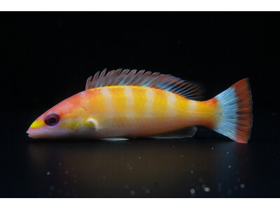 【沖縄美ら海水族館】久米島で採集した紅白模様の深海ベラ「世界初展示！コウハクカザリアカボウ」