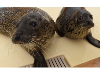 名古屋港水族館のアザラシに北海道網走市の流氷をプレゼント！ごま