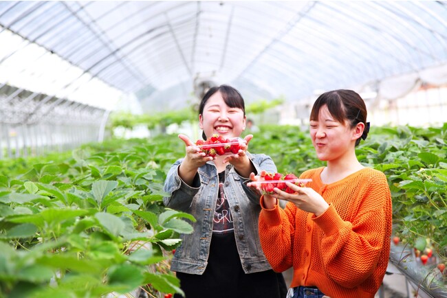 【鳴門の契約農家でイチゴ狩り＆食べ放題60分】付き宿泊プランを発売。