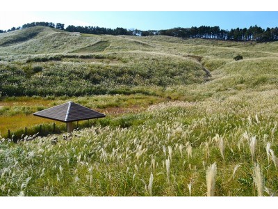 【東伊豆・吉祥ＣＡＲＥＮ・つるや吉祥亭】黄金色の絶景♪ 秋空に光輝くススキ高原”海ススキ”。おとぎ話のようなフォトジェニックな原風景に癒されて…