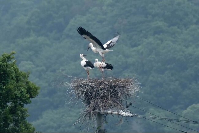 【SDGsコウノトリ応援】未来につながる宿泊プラン2～3月版 コウノトリ舞う、美しい自然に出逢う旅。