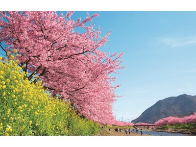 【つるやの桜まつり】桜道明寺（桜餅）、桜甘酒、さくら綿あめ、お菓子の舟盛、花火etc.　河津桜や雛のつるし飾りまつりへも♪