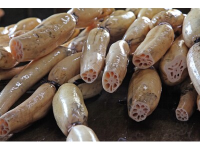 11/23【コウノトリれんこん】収穫体験！ SDGs コウノトリ応援スペシャルデー宿泊プラン☆温泉入浴付...