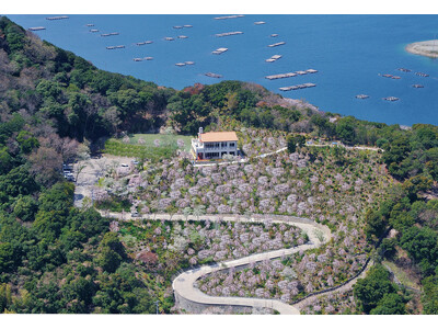 【花見山 鳴門】しだれ桜と青い海の絶景☆さくら祭りへホテルから送迎バスが新登場＜3月27日～4月10日＞