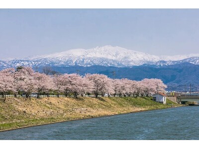 加賀・山中温泉に咲く【3,000本の桜めぐり】春の旬「桜鯛」、館内利用券 or ガソリン券2,000円分、さくら巡りマップをプレゼント