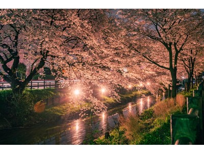 川越プリンスホテル　密を避け、プライベートなお花見を満喫！人力車で巡る川越夜桜ツアー付きご宿泊プランを販売