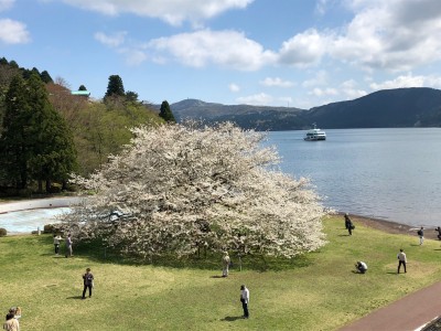 【箱根園】芦ノ湖のほとりに咲く「湖畔の一本桜」が見頃を迎えています