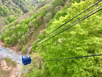 【苗場スキー場】新緑シーズン到来、いよいよ「新緑の黄緑色に染まる」見頃期を迎えます。