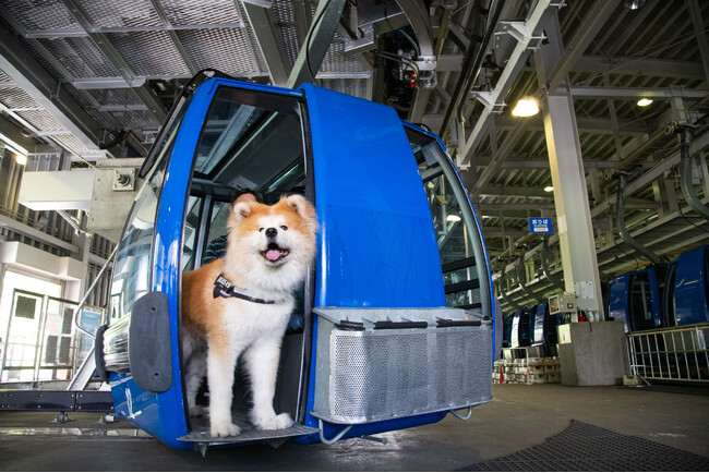 【苗場スキー場】大型犬もOK!日本最長を誇る秋の苗場ドラゴンドラで「ペットと行く貸し切り乗車プラン」を販売【期間】2025年10月11日(土)～11月9日(日)