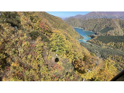 【苗場スキー場・かぐらスキー場】苗場ドラゴンドラ・田代ロープウェー山全体の紅葉が見頃ピークに！2つの日本一を紅葉と楽しむ！