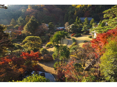 【伊豆長岡温泉 三養荘】ご好評につき期間延長。紅葉を望む有形文化財で過ごす「日本庭園カフェ」