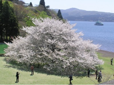 【箱根園】樹齢約100年、芦ノ湖のほとりに雄大に咲く桜