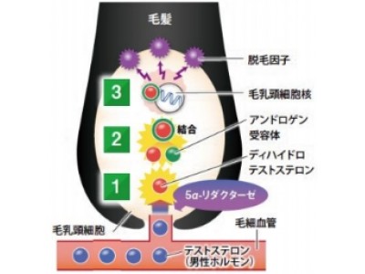 ペパーミントに抗男性ホルモン作用を確認 育毛効果に期待 企業リリース 日刊工業新聞 電子版