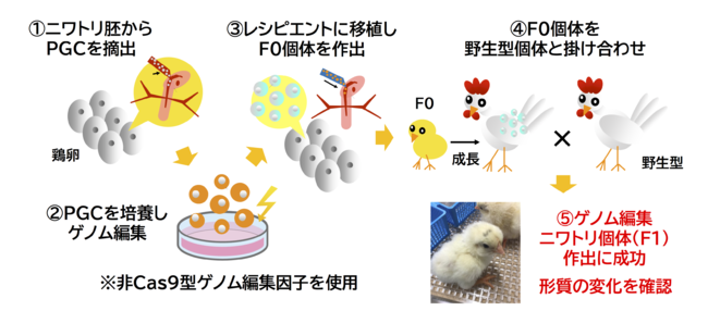 セツロテック独自のゲノム編集技術を活用してゲノム編集ニワトリ個体の作出に成功