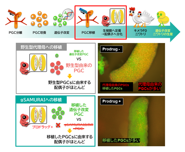 セツロテックが作製したgSAMURAIニワトリをバイオリソースとして寄託