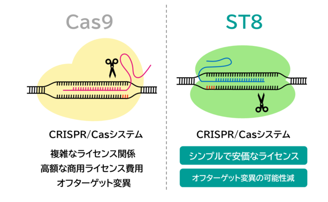 ST8がゲノム編集技術の産業利用へ道を開く！