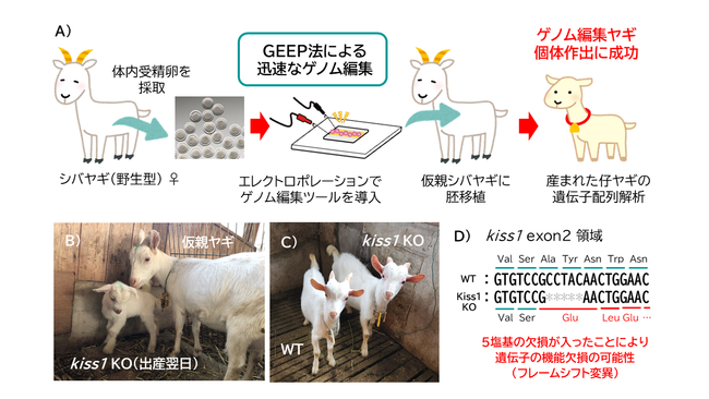 独自ゲノム編集技術を用いたゲノム編集ヤギ個体の作出に成功