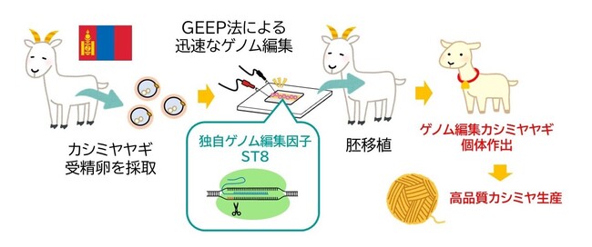 モンゴル国にてゲノム編集技術を用いたカシミヤヤギの品種改良に着手
