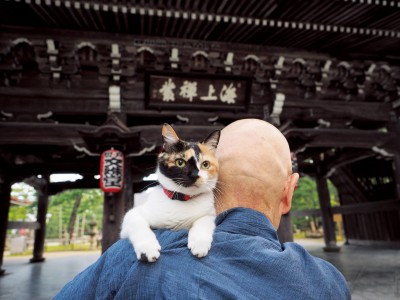 松坂屋名古屋店で開催『ねこの京都 岩合光昭写真展』180点のねこ作品と、ねこグッズが名古屋に集結！ 企業リリース | 日刊工業新聞 電子版