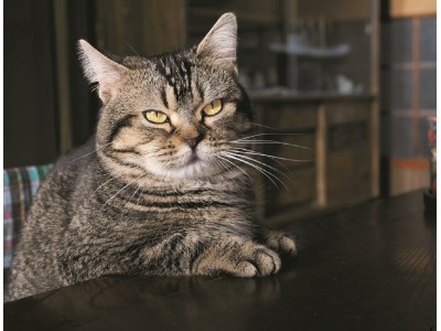 岩合光昭写真展 「ねことじいちゃん」 大丸神戸店