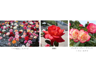 有馬温泉 太閤の湯×須磨離宮公園 コラボ企画 約1,000輪の「バラ風呂」で優雅なひとときを 11月15日（土）限定