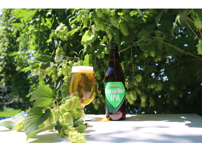 サンクトガーレン、とれたてホップ仕込みビール「フレッシュホップIPA」を2022年9月8日より限定発売。今夏、ホップ豊作でビールにも過去最高量を使用