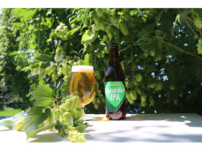 サンクトガーレン、収穫から24時間以内の摘みたてホップで仕込む「フレッシュホップIPA」を8月26日発売。国産ホップ第1号「かいこがね」使用