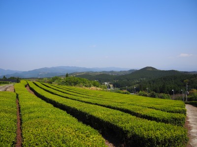 秘湯の地で癒し体験！「みなまた和紅茶の茶摘み・茶もみ体験ツアー」を開催します。