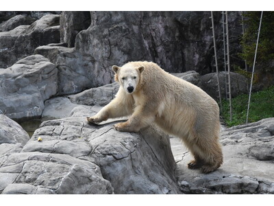 ホッキョクグマが再び豊橋に！のんほいパークに新たな仲間が加入
