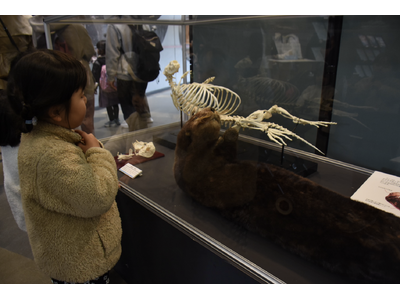 のんほいパークにもラッコはいた！　愛知県・豊橋市自然史博物館でラッコの標本展示中