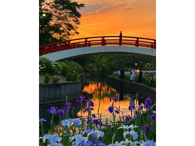 【賀茂しょうぶ園】愛知県内で最大規模!豊橋市の初夏風景が味わえる「花しょうぶまつり」を開催!