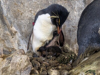 ペンギンの子育てシーズン到来 ！ のんほいパークへ、今だけの姿を見に来てください！