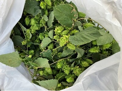 商業施設から広がるコミュニティの輪　屋上でホップ栽培、地域をつなぐクラフトビールプロジェクト