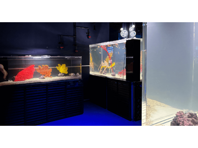 DMMかりゆし水族館 冷水魚エリア公開