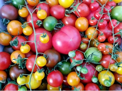 フルーツトマト発祥の地、高知県が誇る冬春の特産 「トマト」