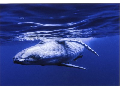 アイデムフォトギャラリー[シリウス]　 まつもと　あきこ　写真展「鯨は踊る」　期間：2018年6月7日（木）～6月13日（水）