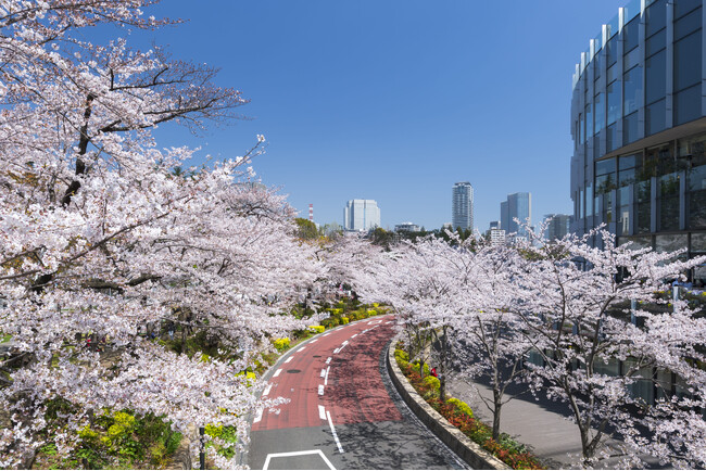 プレスリリース「東京ミッドタウンで春を満喫　都心で楽しむ桜並木と花×アート「MIDTOWN BLOSSOM 2026」開催」のイメージ画像