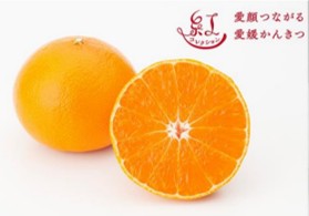 愛媛県松山市の旬をいち早くお届け！2025年3月から本格販売開始の高級かんきつ「紅プリンセス」
